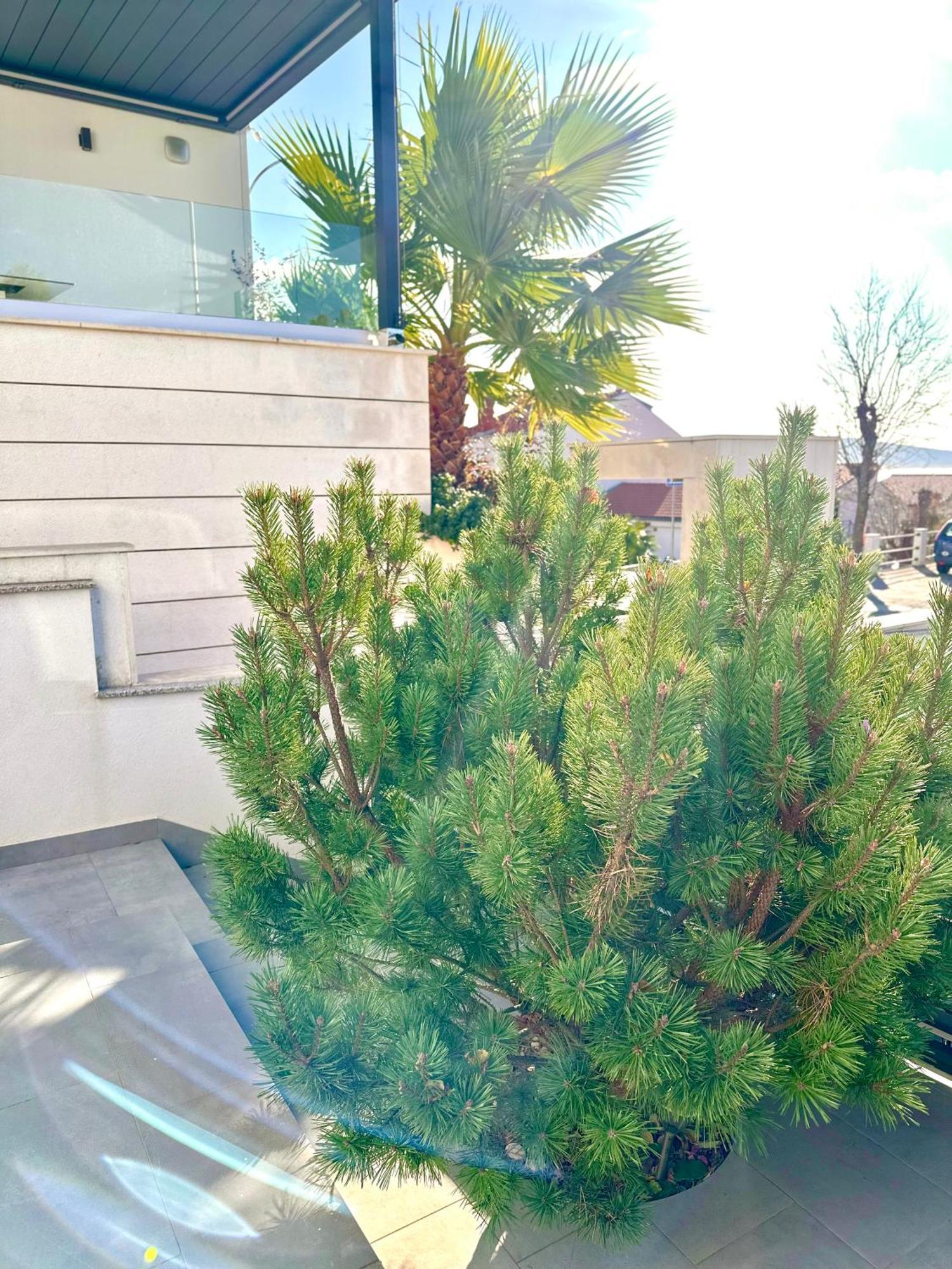 קריקווניצה Apartments Maslina & Pinija מראה חיצוני תמונה